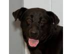 Adopt Elvis a Labrador Retriever