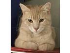 Adopt Butterscotch a Domestic Short Hair