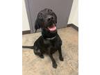 Adopt Roger a Labrador Retriever