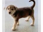 Alaskan Husky-German Shepherd Dog Mix PUPPY FOR SALE ADN-775776 - German
