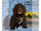 Australian Labradoodle PUPPY FOR SALE ADN-775773 - Medium Multigenerational