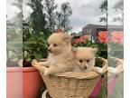 Pomeranian PUPPY FOR SALE ADN-775772 - Pomeranian Puppies