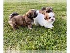 ShihPoo PUPPY FOR SALE ADN-775765 - Ginger puppies