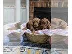 Goldendoodle PUPPY FOR SALE ADN-775703 - F1B goldendoodles