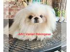 Pekingese PUPPY FOR SALE ADN-775696 - Vanier Pekingese Puppies for Sale