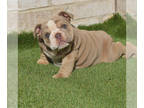 Bulldog PUPPY FOR SALE ADN-775643 - English bulldog