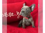 French Bulldog PUPPY FOR SALE ADN-775635 - Lilac Male French Bulldog