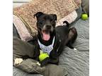 Adopt Yarrow a Boxer, Black Labrador Retriever