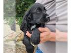 English Cocker Spaniel-English Springer Spaniel Mix PUPPY FOR SALE ADN-775580 -