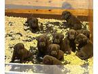 Labrador Retriever PUPPY FOR SALE ADN-775579 - Chocolate Lab Puppies
