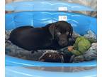 Labrador Retriever PUPPY FOR SALE ADN-775579 - Chocolate Lab Puppies