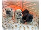 French Bulldog PUPPY FOR SALE ADN-775576 - Adorable Frenchies
