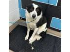 Adopt Dr. Jekyll a Border Collie, Mixed Breed
