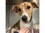Adopt Woody a Jack Russell Terrier