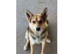 Adopt Tod a Mixed Breed