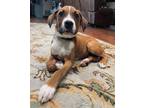 Adopt Theodore a Mixed Breed