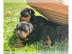 Rottweiler PUPPY FOR SALE ADN-775768 - AKC German Rottweilers