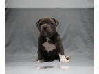 American Bully PUPPY FOR SALE ADN-775744 - ABKC Registered American Bully Puppy
