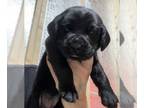 Labrador Retriever PUPPY FOR SALE ADN-775740 - AKC Black and Yellow Labradors