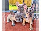 French Bulldog PUPPY FOR SALE ADN-775684 - Bishop