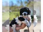 Poodle (Miniature)-Springerdoodle Mix PUPPY FOR SALE ADN-775578 - Mini Sproodles