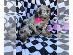 Bernedoodle (Miniature) PUPPY FOR SALE ADN-775575 - Mini bernedoodle