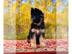 German Shepherd Dog PUPPY FOR SALE ADN-775574 - Mr Red