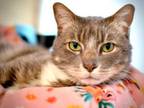 Adopt Concrete a Domestic Medium Hair