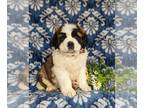 Saint Bernard PUPPY FOR SALE ADN-775792 - AKC Reg Saint Bernard Puppy