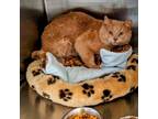 Adopt Queso Grande a Domestic Short Hair