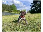 German Shorthaired Pointer PUPPY FOR SALE ADN-775770 - AKC German Shorthair