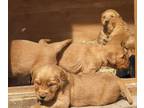 Golden Retriever PUPPY FOR SALE ADN-775764 - AKC GOLDEN