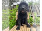 Labradoodle PUPPY FOR SALE ADN-775756 - CKC F1 Labradoodle Puppy