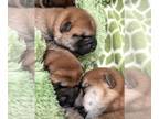 Shiba Inu PUPPY FOR SALE ADN-775742 - Purebred Shiba Inu puppies