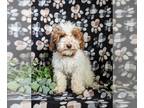 Goldendoodle (Miniature) PUPPY FOR SALE ADN-775735 - Sweet F1bb Mini