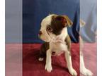 Boston Terrier PUPPY FOR SALE ADN-775729 - Rare Red and White Boston Terrier