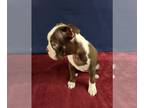 Boston Terrier PUPPY FOR SALE ADN-775728 - Rare Red and White Boston Terrier