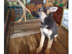 German Shepherd Dog PUPPY FOR SALE ADN-775727 - Stout GSD girl 2
