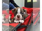 Boston Terrier PUPPY FOR SALE ADN-775725 - Rare Red and White Boston Terrier