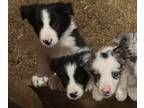 Border Collie PUPPY FOR SALE ADN-775724 - BORDER COLLIE puppies