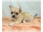 Chihuahua PUPPY FOR SALE ADN-775676 - AKC LUNA