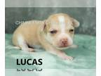 Chihuahua PUPPY FOR SALE ADN-775673 - AKC LUCAS