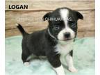 Chihuahua PUPPY FOR SALE ADN-775670 - AKC LOGAN