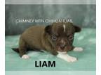 Chihuahua PUPPY FOR SALE ADN-775668 - AKC LIAM