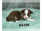 Chihuahua PUPPY FOR SALE ADN-775666 - AKC ASTER