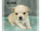 Chihuahua PUPPY FOR SALE ADN-775665 - AKC ALYNA