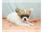 Chihuahua PUPPY FOR SALE ADN-775663 - AKC AARON