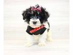 Havanese PUPPY FOR SALE ADN-775653 - Toy Havanese Puppies For Sale