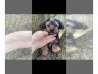 Yorkshire Terrier PUPPY FOR SALE ADN-775650 - AKC Chase