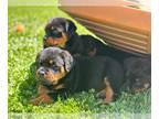 Rottweiler PUPPY FOR SALE ADN-775634 - Rottweiler puppies